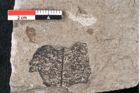 Foto (Detailansicht) von Cinnamomum polymorphum Braun (NHMW-GEO-2024-0188-6670)